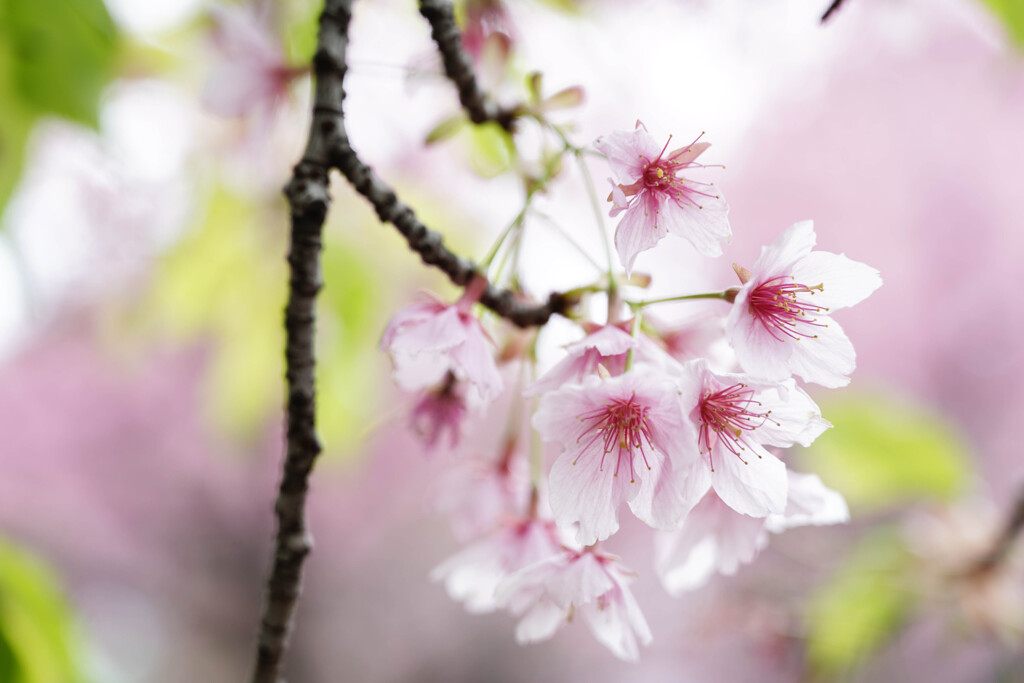皇居北の丸公園の桜 (1)