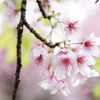 皇居北の丸公園の桜 (1)