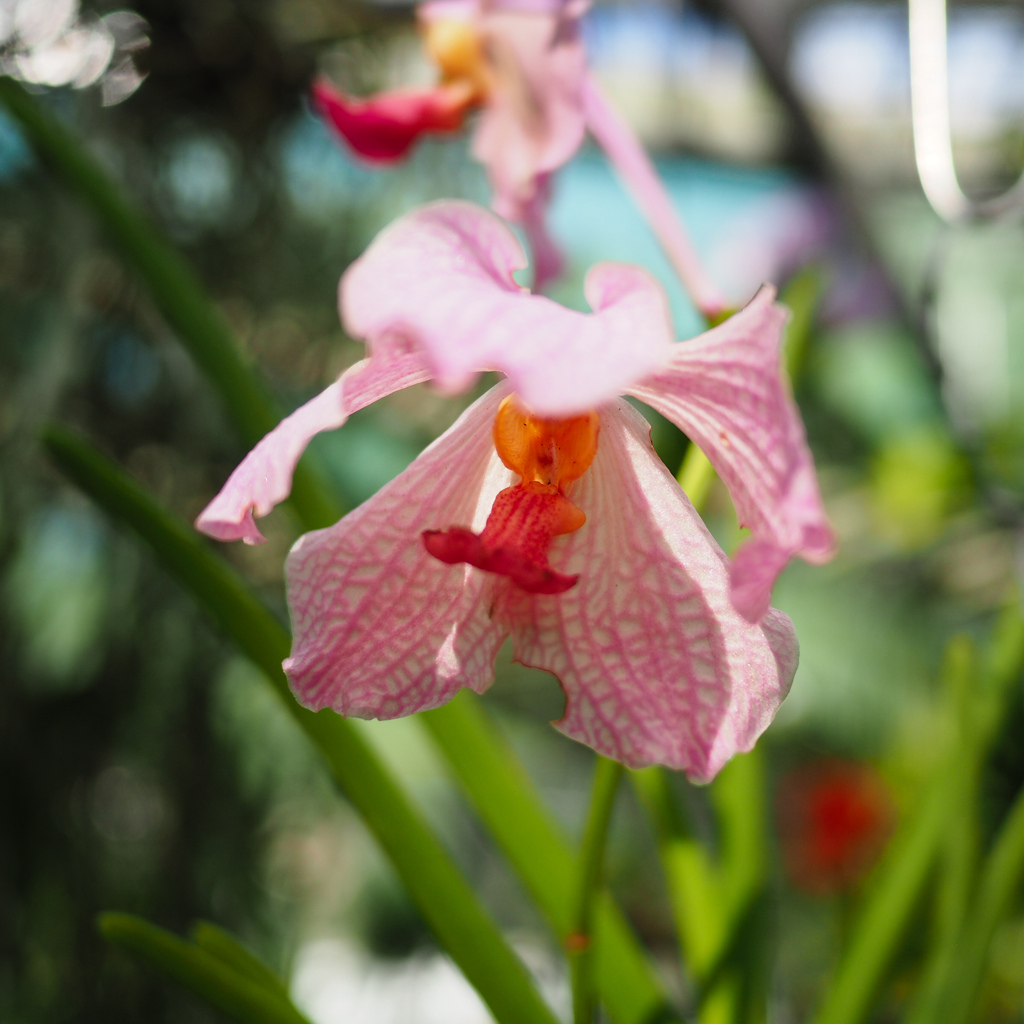 Cairns Botanic Gardens (6)