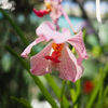 Cairns Botanic Gardens (6)