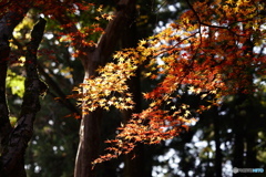 紅葉狩り - 笠山荒神社