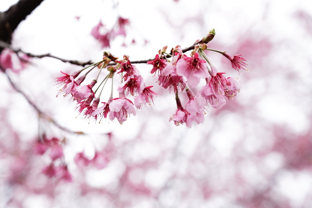 皇居北の丸公園の桜 (3)