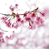 皇居北の丸公園の桜 (3)