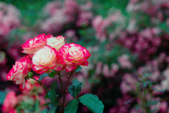 オールドレンズで薔薇でも撮ってみた(2)