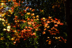 森林公園の光陰(3)