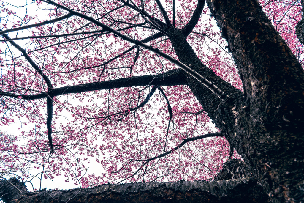 皇居北の丸公園の桜 (2)