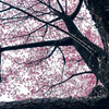 皇居北の丸公園の桜 (2)