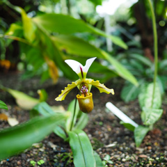 Cairns Botanic Gardens (4)