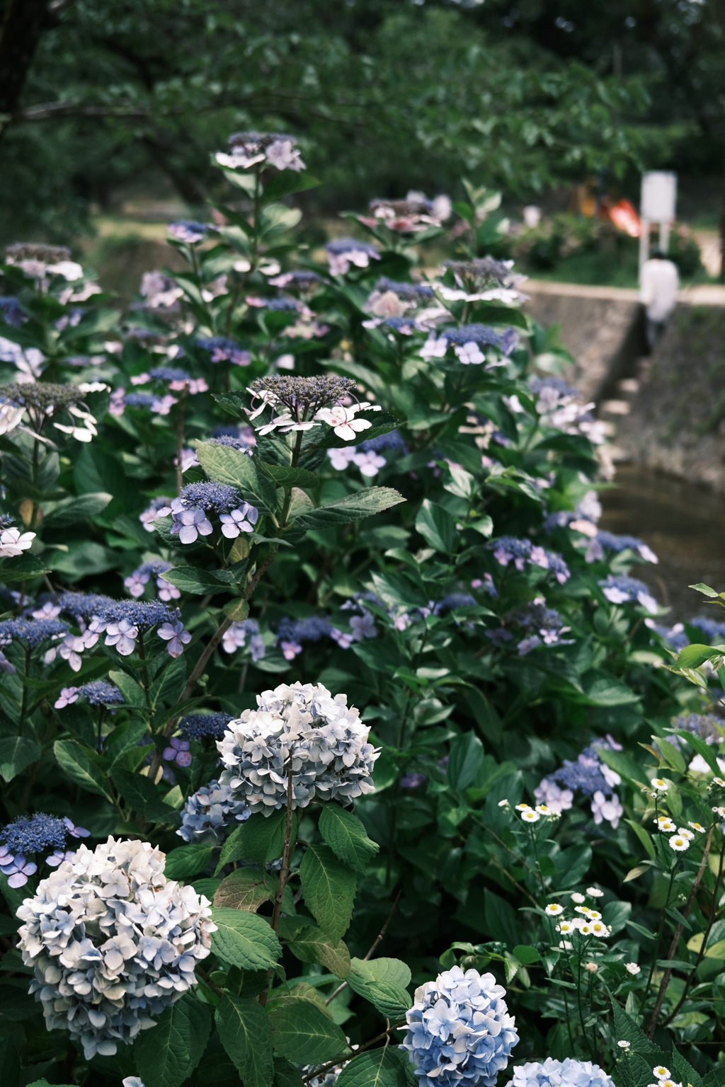桜の名所の紫陽花(1)