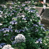 桜の名所の紫陽花(1)