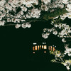阪急電車と夜桜