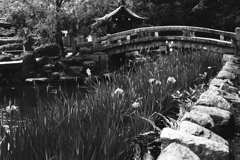 菖蒲（アヤメ）なのか菖蒲（ショウブ）なのか