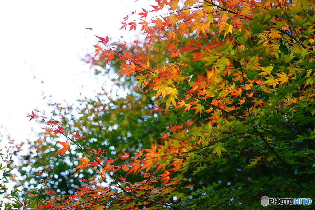 紅葉狩り - 山の辺の道