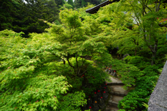 新緑の参道