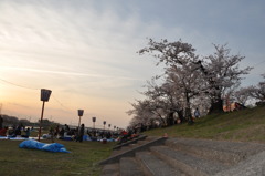 お花見