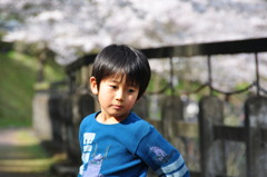 桜の花道にて何を想う