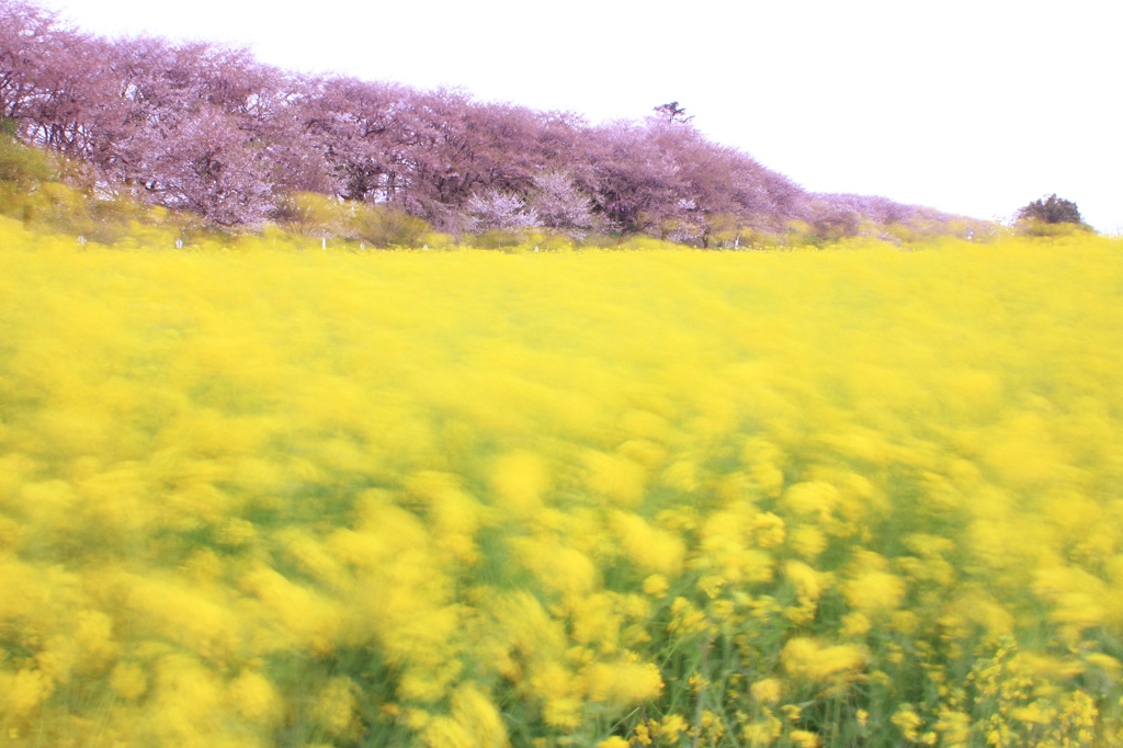 菜の花ダンス