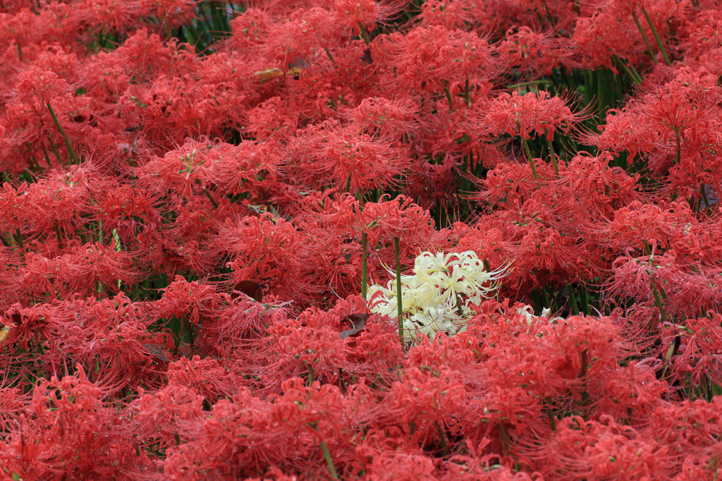 紅一点