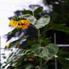 夏バテ