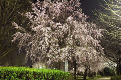 夜桜