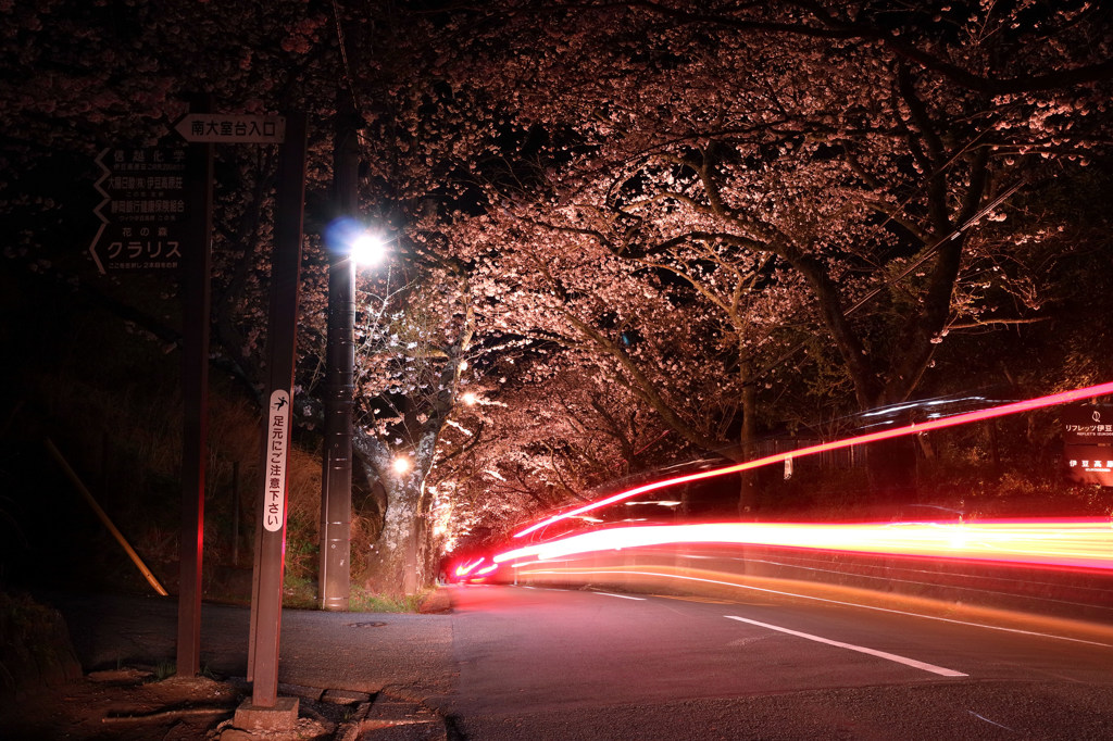 伊豆高原　夜桜