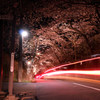 伊豆高原　夜桜