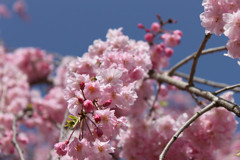 resize0025
