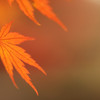 最度　モミジ