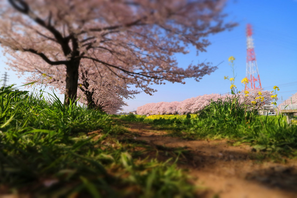 道