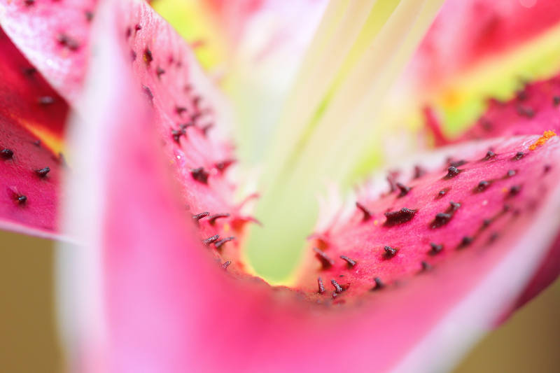 花の花道？