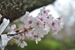 AF-S NIKKOR 24mm F1.4G ED