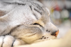 初アオリ