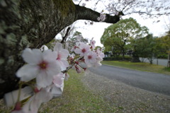 護国神社の桜