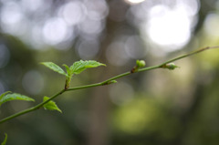 leaf#02