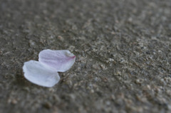flower#01