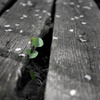 leaf#04