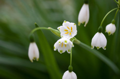 flower#02