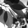 leaf#03