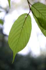leaf#01