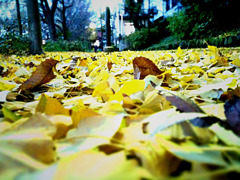 autumn