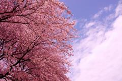 見上げれば桜
