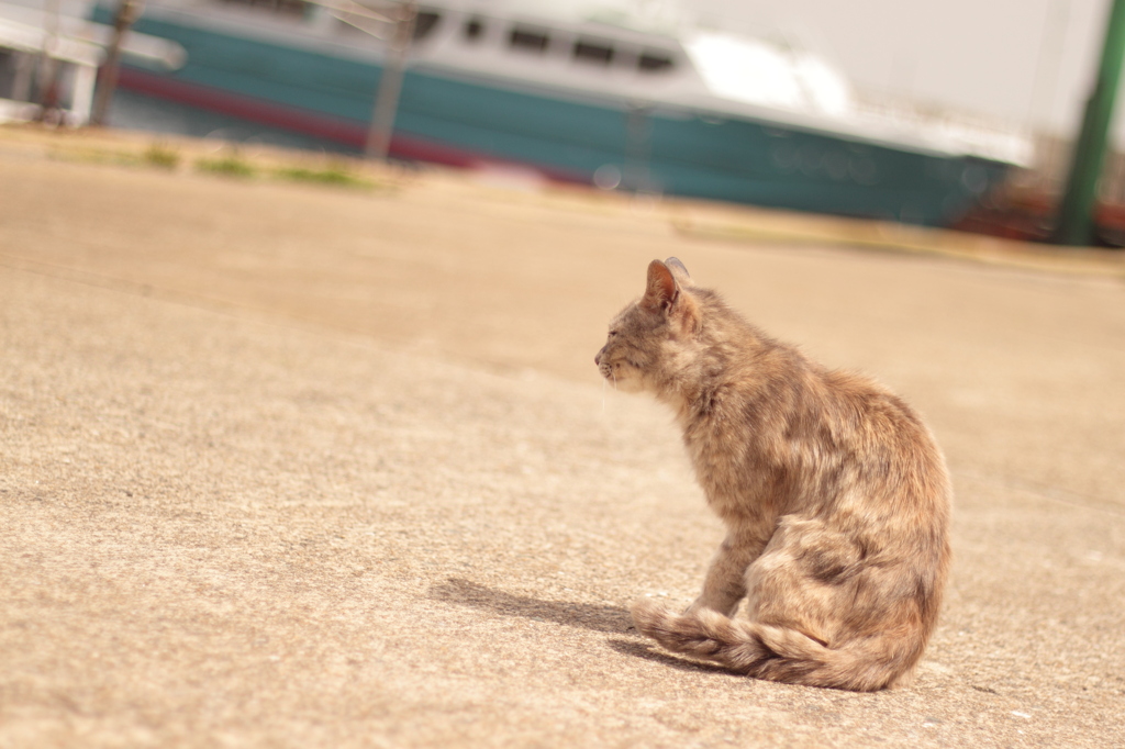 猫何を思う。