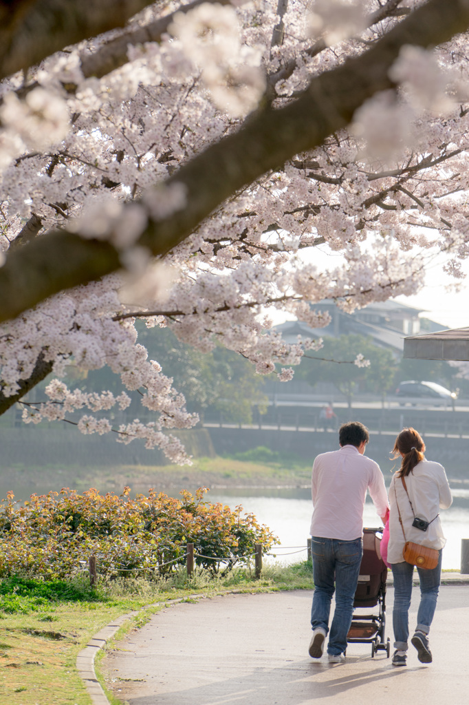 桜の木の下で