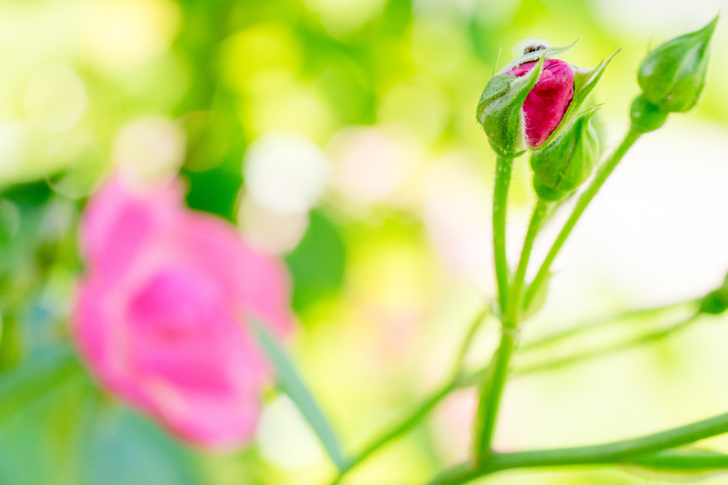 つぼみと開花
