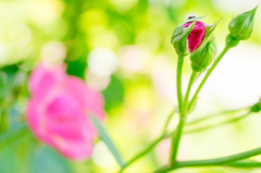 つぼみと開花