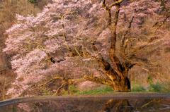 駒つなぎの桜　夜明け