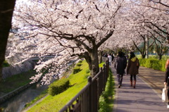 桜とカップル