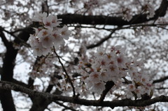SAKURA３