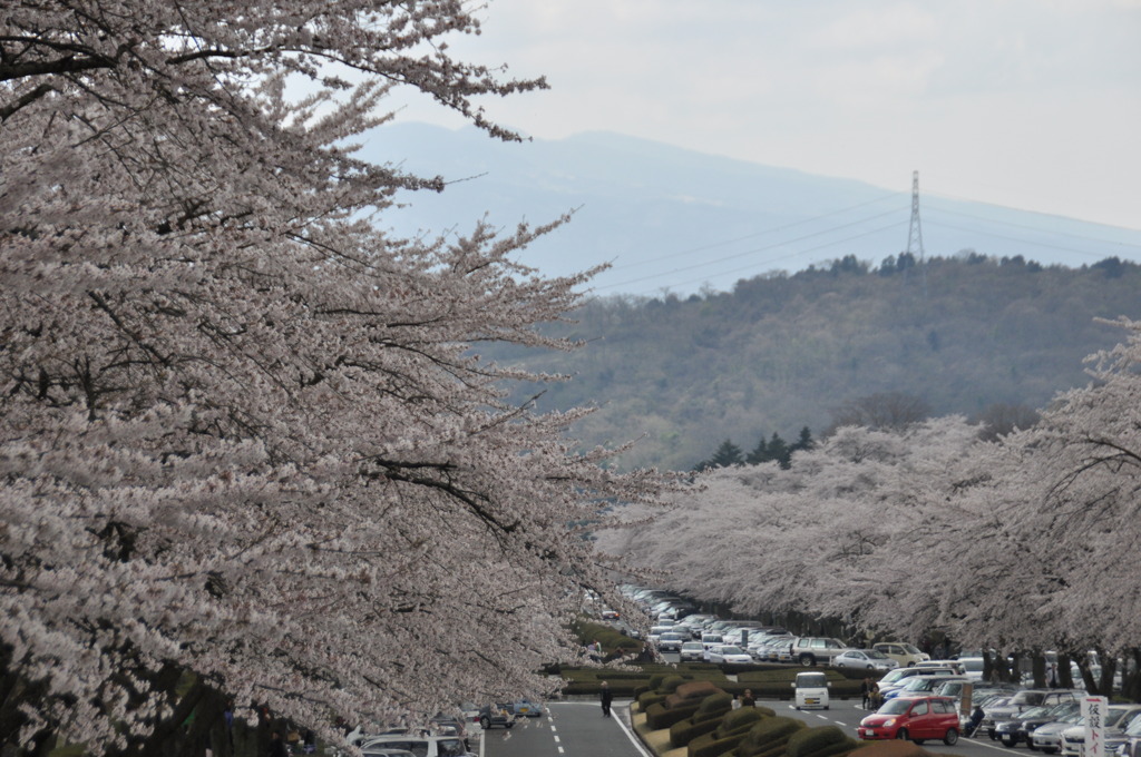 SAKURA２