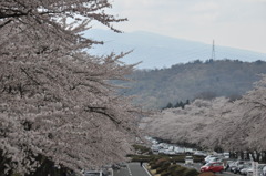 SAKURA２